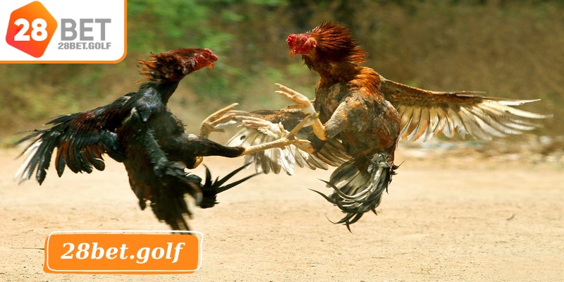 Đá gà 28BET là hình thức cá cược thi đấu được tổ chức trực tuyến